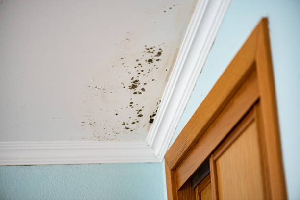 Best DIY Mold Remediation Support Services in Robinwood, MD
