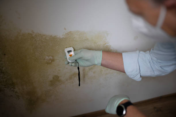 Best Black Mold Remediation in Robinwood, MD