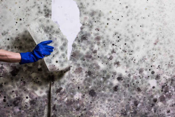 Best Mold Remediation for Specific Building Types in Robinwood, MD